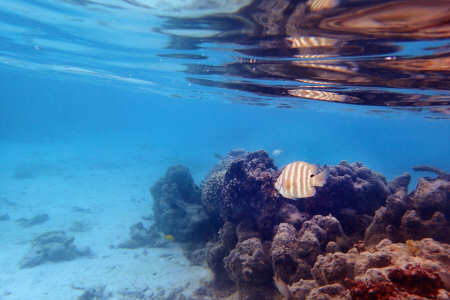 Manini (chirurgo galeotto)