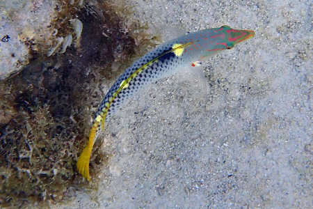 Po'ou paea (labride scacchiere)