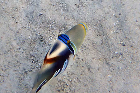 Oiri (balestra picasso)
