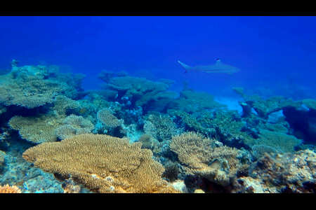 Mauri (squalo pinna nera)