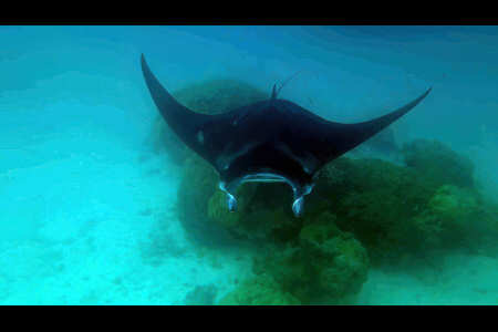 F&amacr;f&amacr; piti (manta)