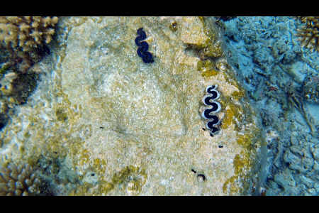 Pahua (Tridacna)
