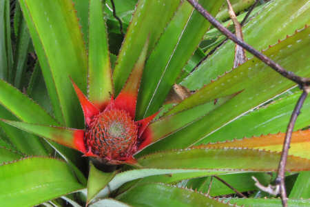 Piccoli ananas crescono