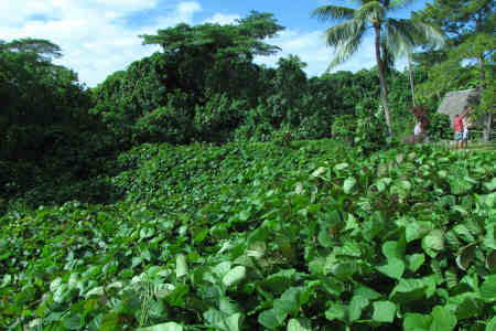 Un'invasione del Kudzu