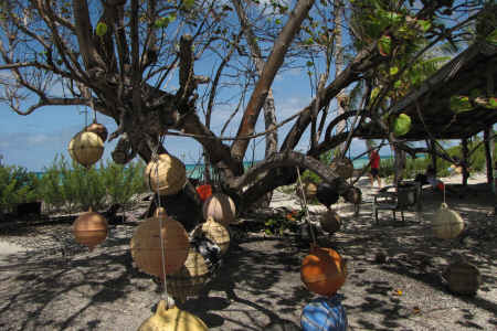Motu Tueava: l'albero dei pescatori