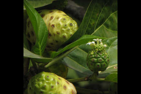 Nono (gelso indiano)