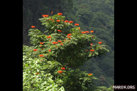 Piss piss (tulipano del Gabon)