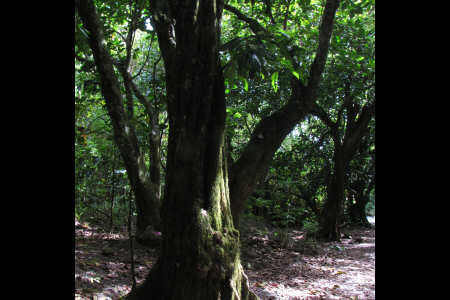 M&amacr;p&emacr; (il castagno che suona)