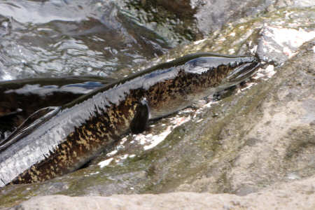 Puhi vai (anguilla polinesiana)