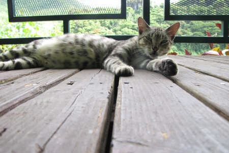 Non dire gatto...